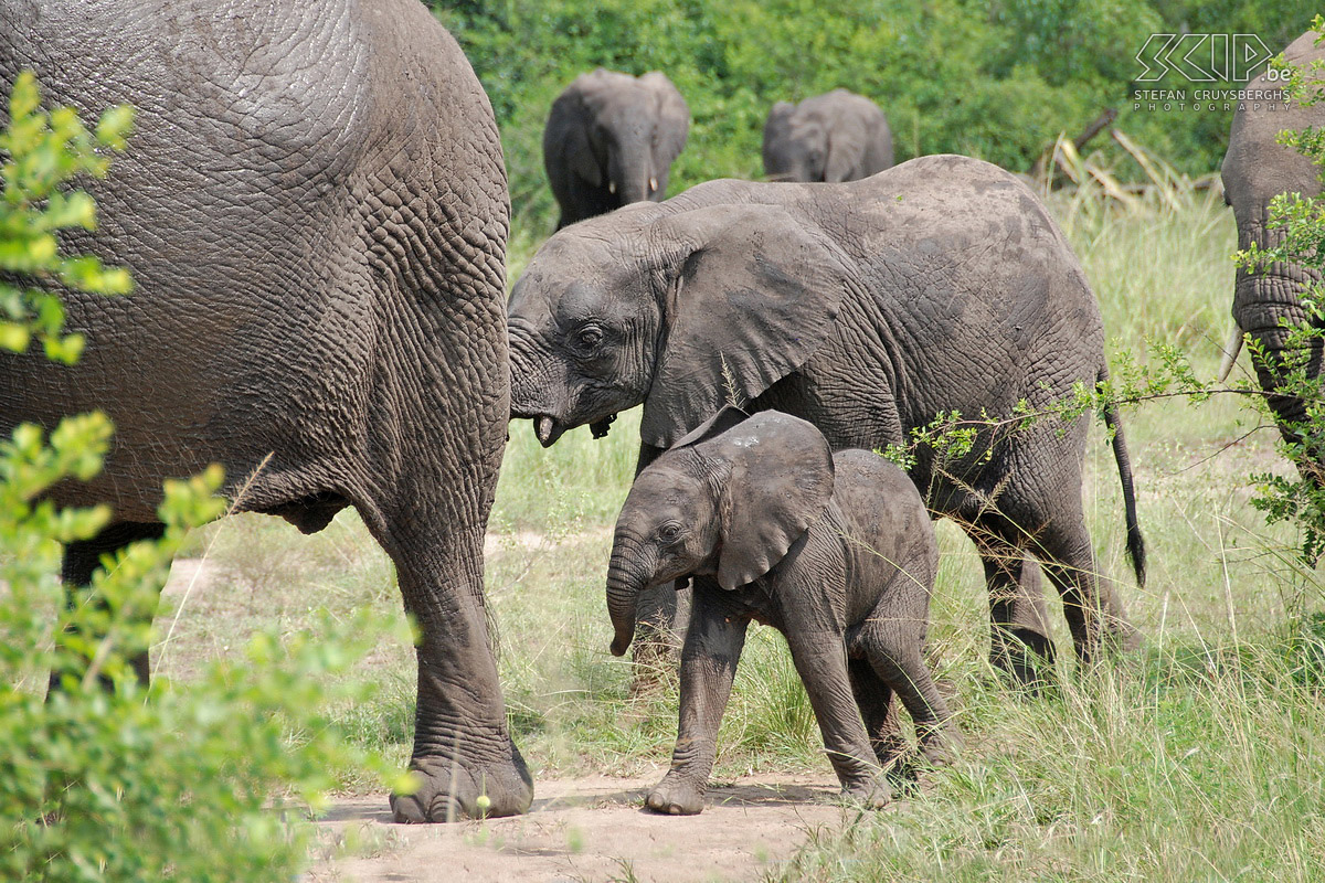 Queen Elizabeth - Olifanten We hebben veel geluk wanneer een grote familie olifanten vlak voor onze minibus de weg oversteekt. Stefan Cruysberghs